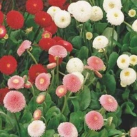 Fortune Cart Daisy Double Mix
