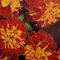 Fortune Cart French Marigold Scarlet Red Seeds