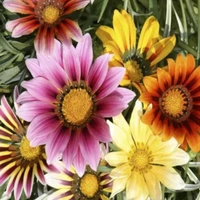 Fortune Cart Gazania Sunshine Mix Seeds