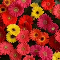 Fortune Cart Gerbera Jamesoni Mix Seeds