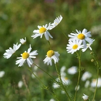 Fortune Cart German Chamomile