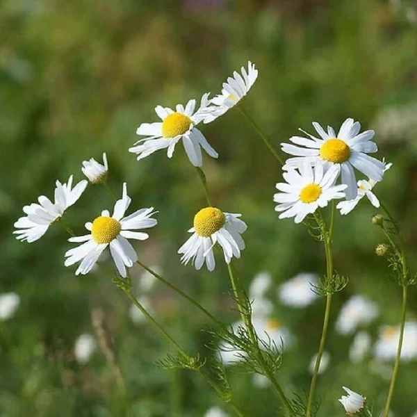 Fortune Cart German Chamomile
