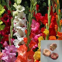 Fortune Cart Gladiolus Mix Color Flower Bulbs Pack of 3