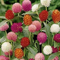 Fortune Cart Gomphrena Globosa Flower Seeds Mix