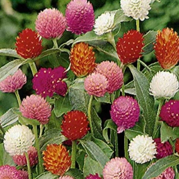 Fortune Cart Gomphrena Globosa Flower Seeds Mix