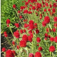Fortune Cart Gomphrena Strawberry Fields