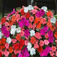 Fortune Cart Impatiens Baby Mix
