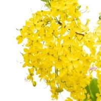 Fortune Cart Golden Shower Tree Seeds (Kondrai)