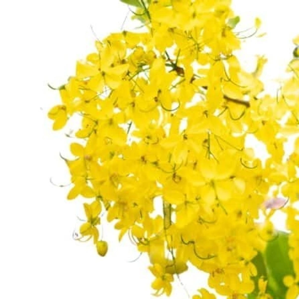 Fortune Cart Golden Shower Tree Seeds (Kondrai)