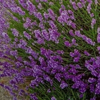 Fortune Cart Lavender Flower Seeds