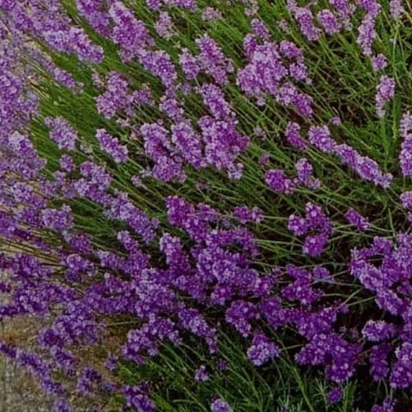 Fortune Cart Lavender Flower Seeds