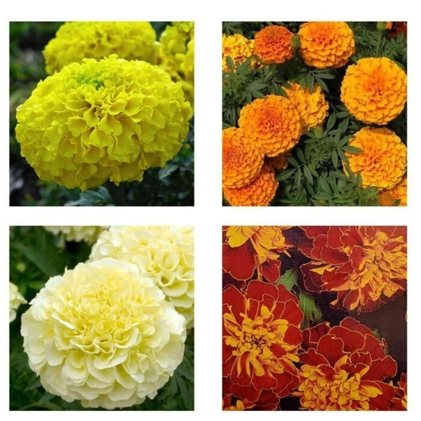 Fortune Cart Marigold Combo Pack of 4