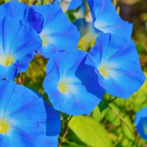 Fortune Cart Morning Glory Seeds