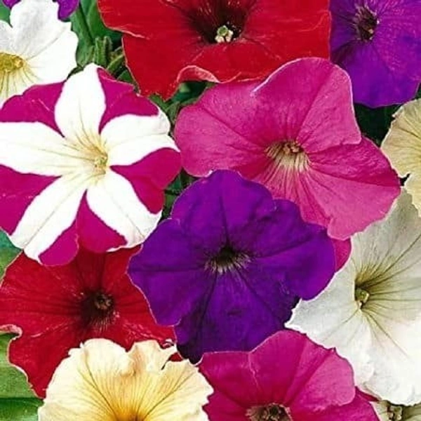 Fortune Cart Petunia Flower Seeds Mix