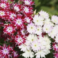 Fortune Cart Phlox Twinkle Star Mix Seeds