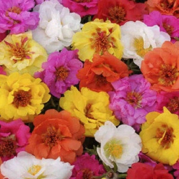 Fortune Cart Portulaca Double Mix Seeds