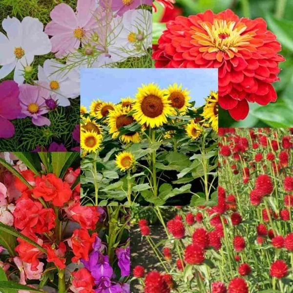 Fortune Cart Summer Flower Seeds Combo Pack of 5