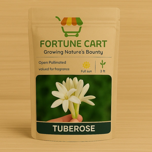 Fortune Cart Tuberose Flower Bulbs Pack of 3 (Rajnigandha)