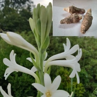 Fortune Cart Tuberose Flower Bulbs Pack of 3 (Rajnigandha)