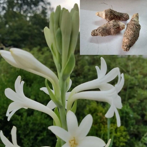 Fortune Cart Tuberose Flower Bulbs Pack of 3 (Rajnigandha)