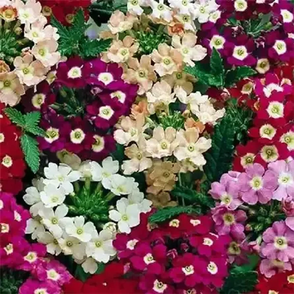 Fortune Cart Verbena Mixed Seeds