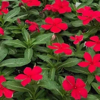 Fortune Cart Vinca Flower Red Seeds