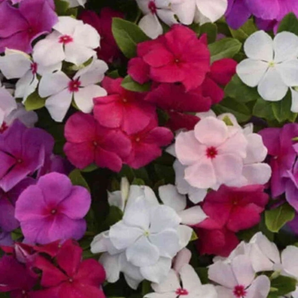Fortune Cart Vinca Rosea Dwarf Special Mix Seeds