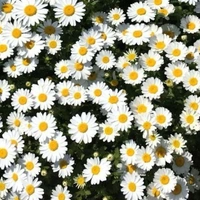Fortune Cart White Chrysanthemum Flower Seeds