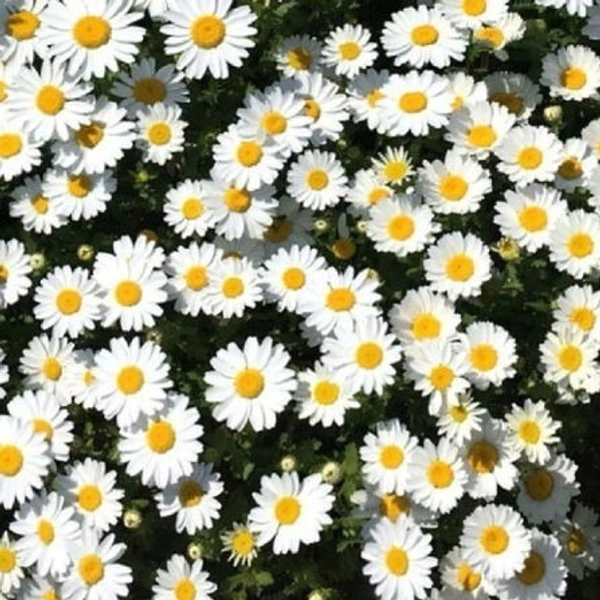 Fortune Cart White Chrysanthemum Flower Seeds