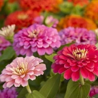 Fortune Cart Zinnia Liliput Mixed Flower Seeds