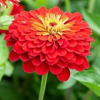 Fortune Cart Zinnia Flower Seeds Scarlet Flame