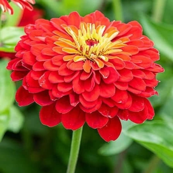 Fortune Cart Zinnia Flower Seeds Scarlet Flame