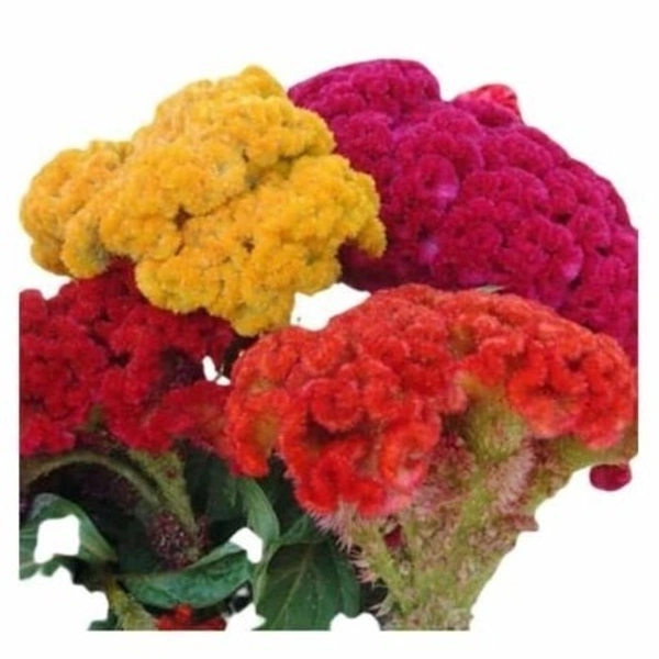 Fortune Cart Celosia Dwarf Cockscomb Mixed