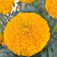Fortune Cart African Marigold Flower Seeds Orange