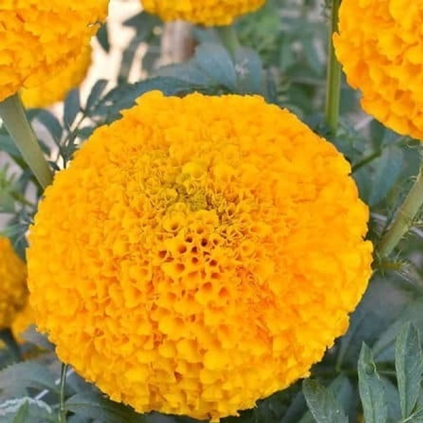 Fortune Cart African Marigold Flower Seeds Orange