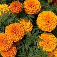 Fortune Cart African Marigold Flower Seeds Orange