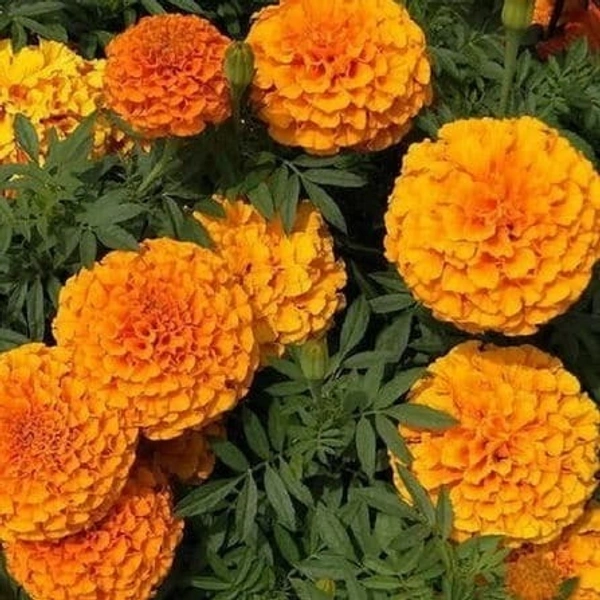 Fortune Cart African Marigold Flower Seeds Orange