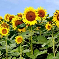Fortune Cart SunFlower Seeds