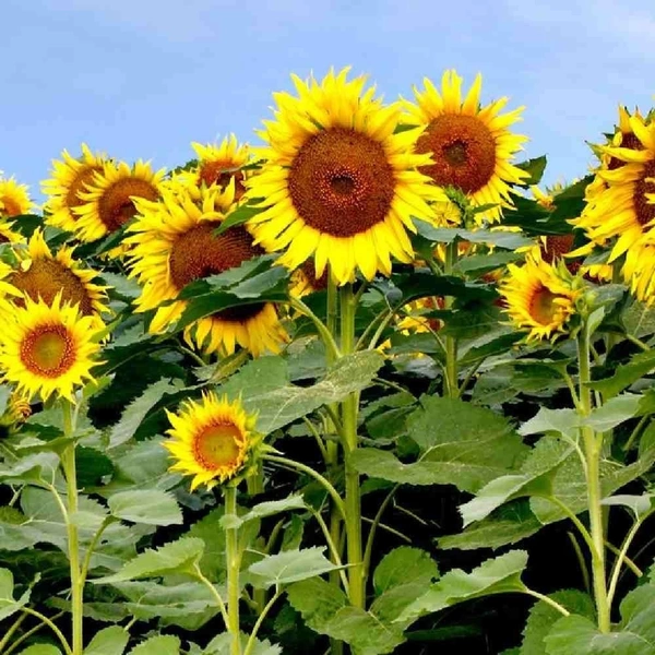 Fortune Cart SunFlower Seeds