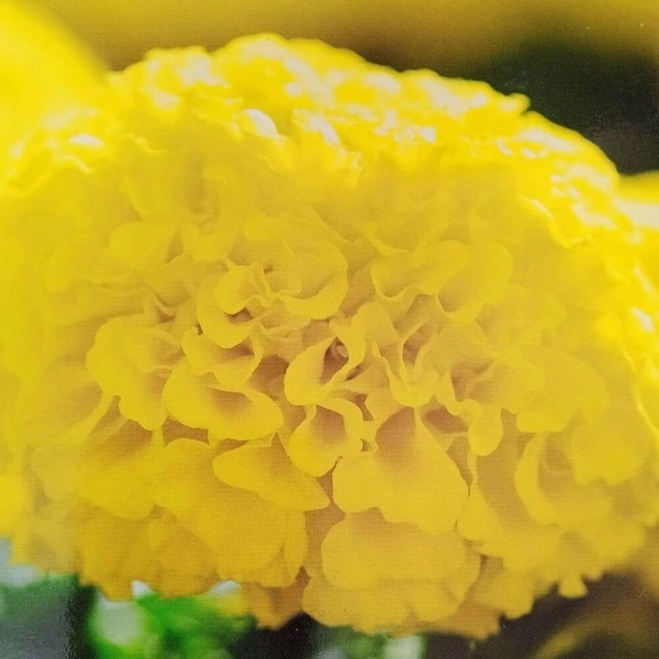 Fortune Cart Marigold Flower Seeds Yellow