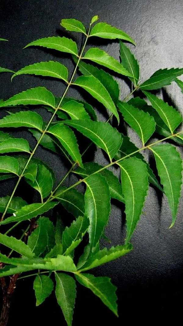 Neem