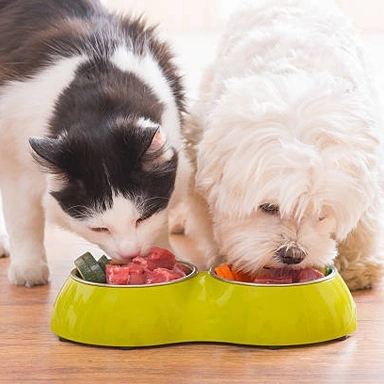 Pet Food