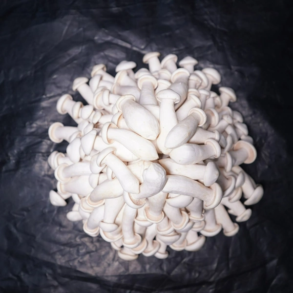 Milky Mushroom - 500gm