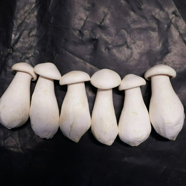 Milky Mushroom - 500gm