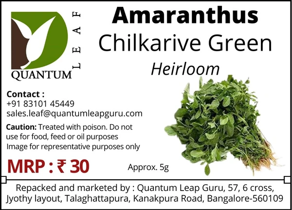 Quantum Leaf Amaranthus - Chilkarive Green, Open Pollinated