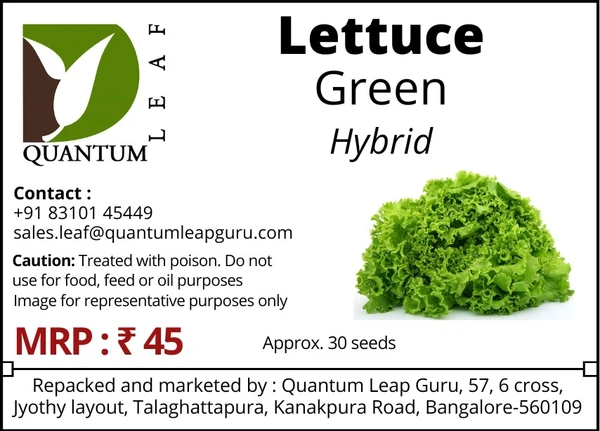 Quantum Leaf Lettuce - Green, Hybrid