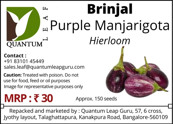 Quantum Leaf Brinjal - Purple Manjarigota, Open Pollinated