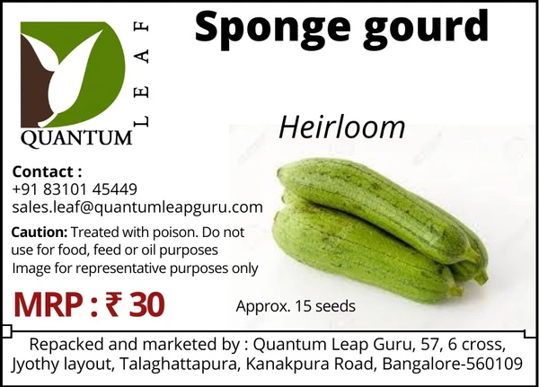 Quantum Leaf Sponge gourd - Regular, Open Pollinated