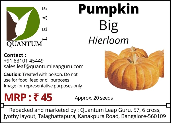 Quantum Leaf Pumpkin - Big, Open Pollinated