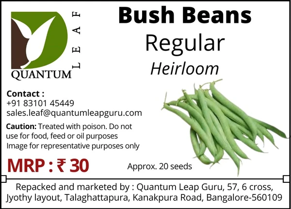 Quantum Leaf Bush beans - Regular, Open Pollinated